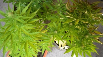 Trzy lata więzienia za urodzinowy prezent?