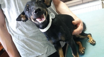 Poszukiwany właściciel suczki