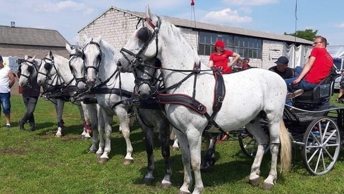 Zawody w powożeniu w Starym Widzimiu