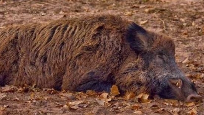 o stwierdzeniu kolejnych przypadków afrykańskiego pomoru świń (ASF) u dzików w województwie lubuskim