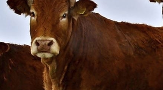 HZZ Osowa Sień ma do zaoferowania buhajki hodowlane rasy Limousine i HF