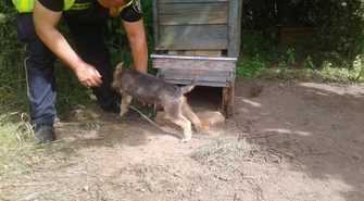 Zagrożony piesek w zaniedbanej pasiece