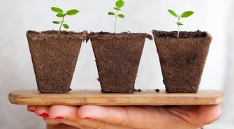 Rośliny ozdobne w Twoim ogrodzie