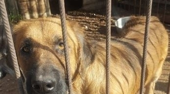 Adopcję prowadzi UM Sława