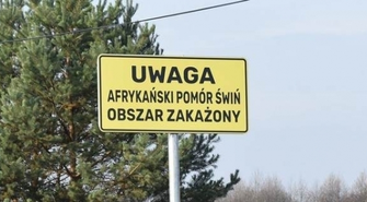 Afrykański pomór świń