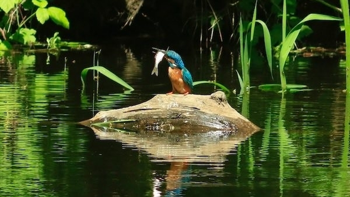 Zimorodki znad Baryczy