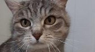 - zapraszamy do schroniska w Henrykowie