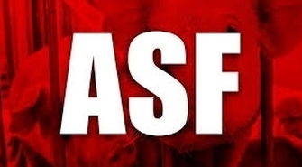 ASF w gminie Wschowa i Szlichtyngowa