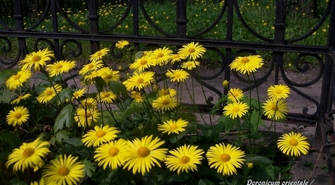 - roślinność lapidarium we Wschowie