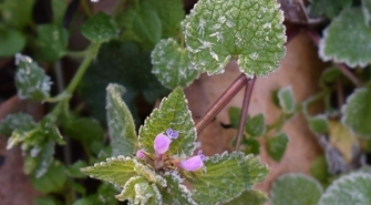 Po zimnych ogrodnikach zimna Zośka 