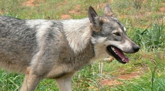 Obowiązkowe szczepienie psów przeciwko wściekliźnie