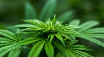 Areszt za 381 sztuk krzewów konopi