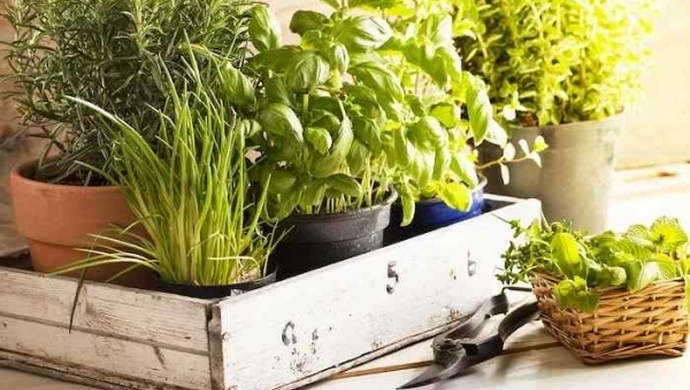 Domowa uprawa jest prostsza, niż się wydaje