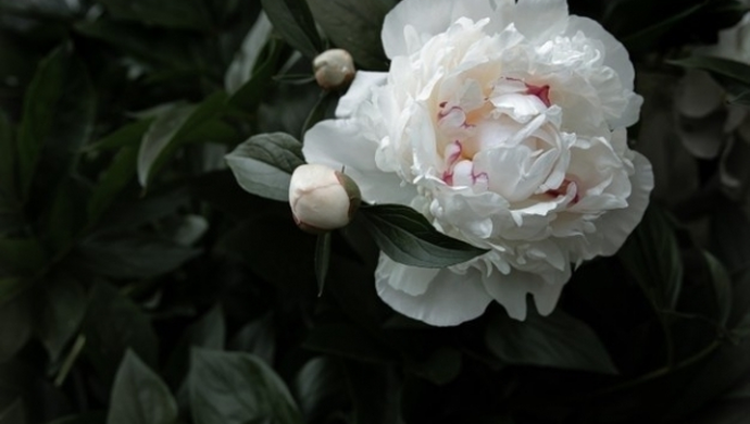 Kiedy przyciąć piwonię?