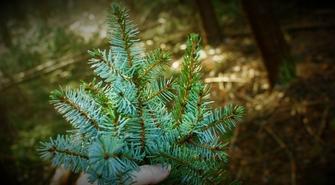 Trwa zbiórka żywych choinek 