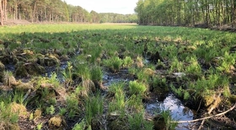 Nadleśnictwo Sława Śląska