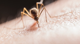 Dlaczego warto przeprowadzić odkomarzanie?