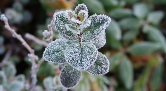 Uwaga na przymrozki 