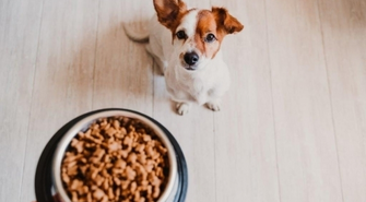 Jak zachęcić psa do jedzenia?