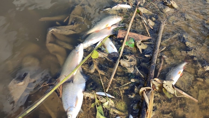 Tysiące śniętych ryb [KOMUNIKAT]