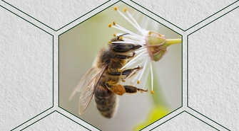 Tikkurila ze wsparciem dla Natury