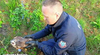 Policjanci zaopiekowali się rannym myszołowem (ZDJĘCIA)