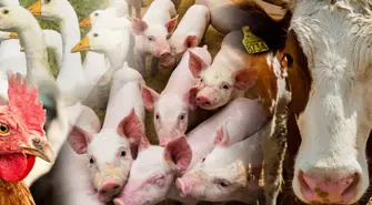 wsparcie w ramach działania „Zarządzanie ryzykiem”