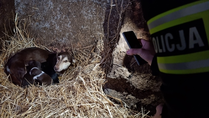 Psy i koty trzymał jak bydło. 47-latkowi grozi 5 lat więzienia (FOTO)