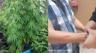 42-latek z gminy Wschowa zatrzymany za uprawę konopi (FOTO)