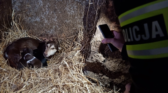 Psy i koty trzymał jak bydło. 47-latkowi grozi 5 lat więzienia (FOTO)