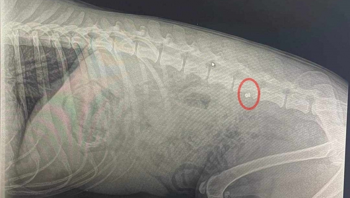 Czy postrzelenie psa to sposób na wychowanie właściciela?