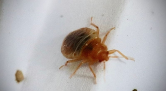 Ile żyje pluskwa? Poznaj fakty na temat tych szkodników!