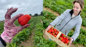 W Dębowej Łęce można samemu nazbierać truskawek. „Cena - jak za darmo!”