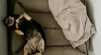 Rola posłania w życiu psa