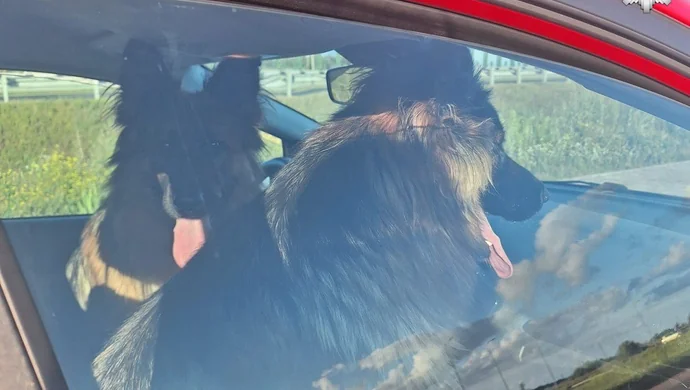 Policjantka uratowała psy na S5. Zwierzęta błąkały się po ekspresówce