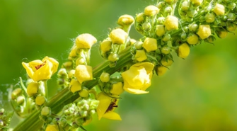 Dziewanna: Magiczna roślina, która przyciągnie do ogrodu motyle!