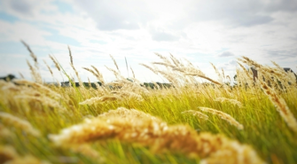 Komosa biała – uporczywy chwast i metody zwalczania