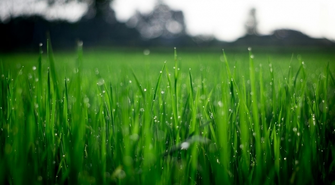 Kiedy nawozić trawnik?