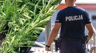 Policja zlikwidowała plantację konopi ukrytą wśród fasoli