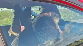 Policjantka uratowała psy na S5. Zwierzęta błąkały się po ekspresówce